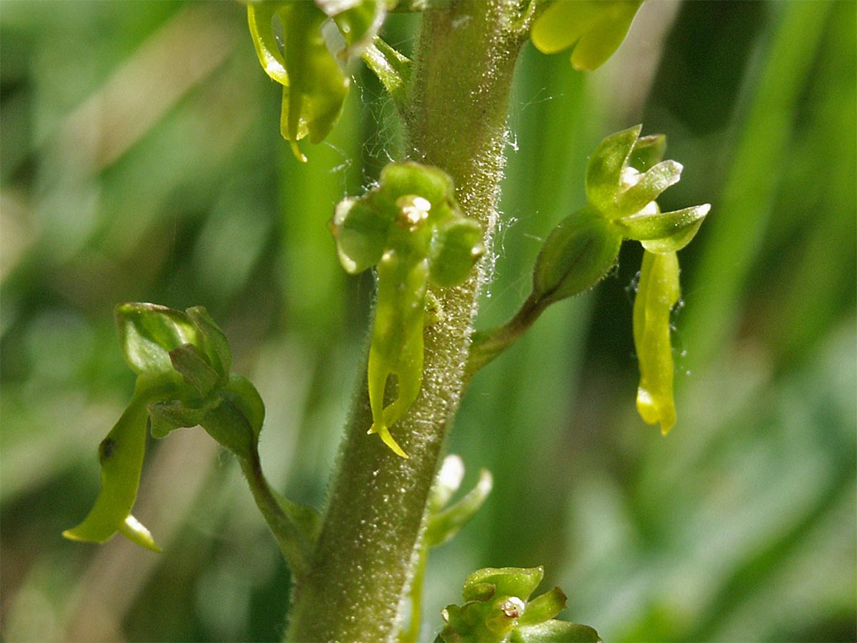 Listera ovata